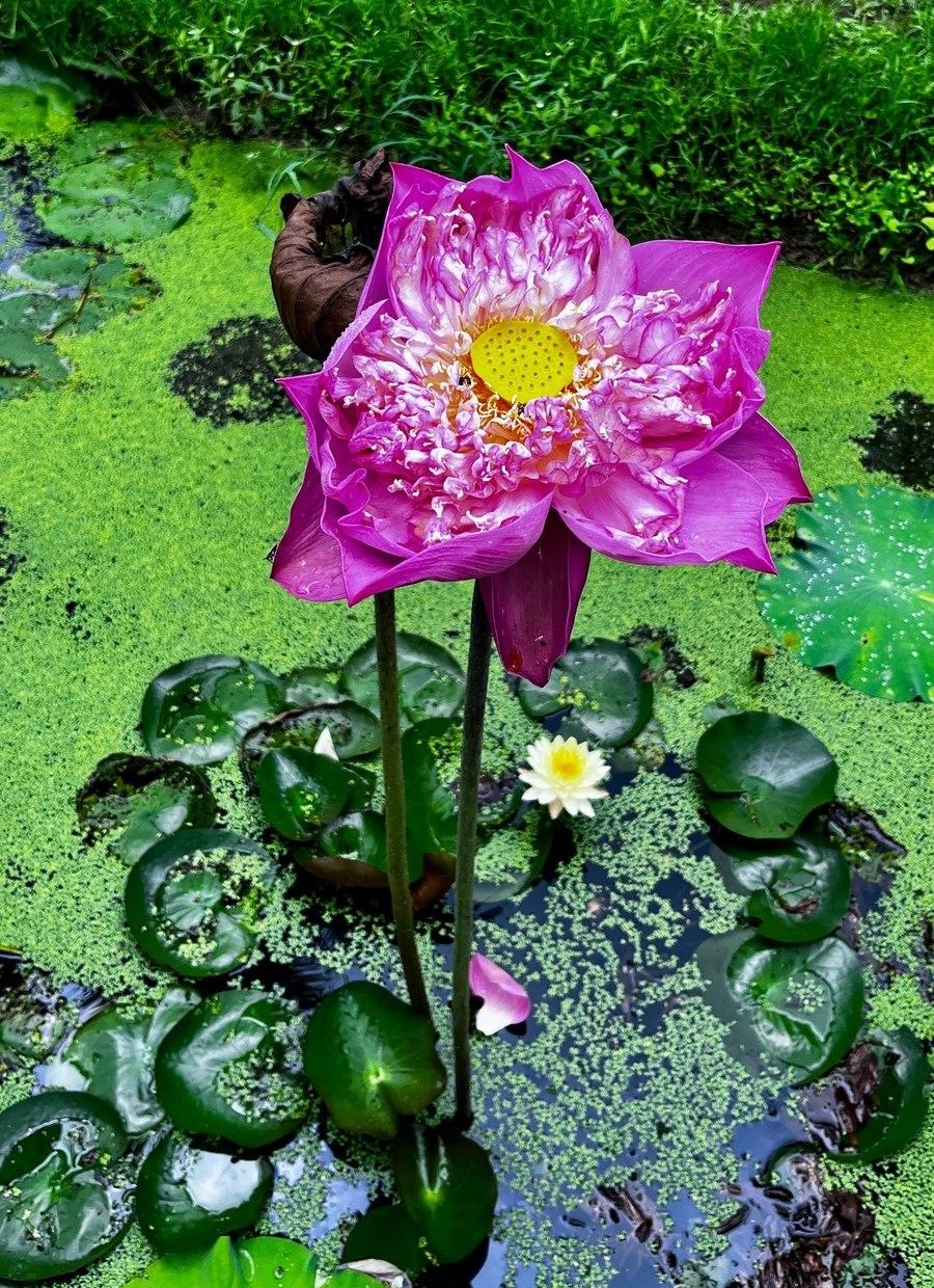 Lotus flower rising from the water in its natural surroundings